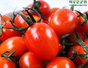 [산지직송] 자연을 담은 군위 무농약 대추방울토마토 5kg