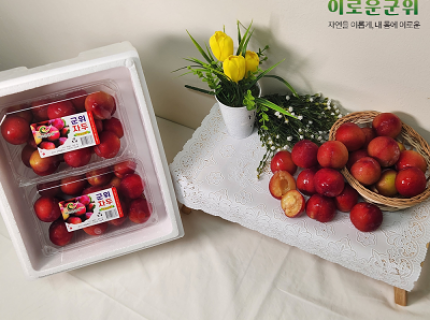 산지직송 군위 고당도 자두 3.3kg